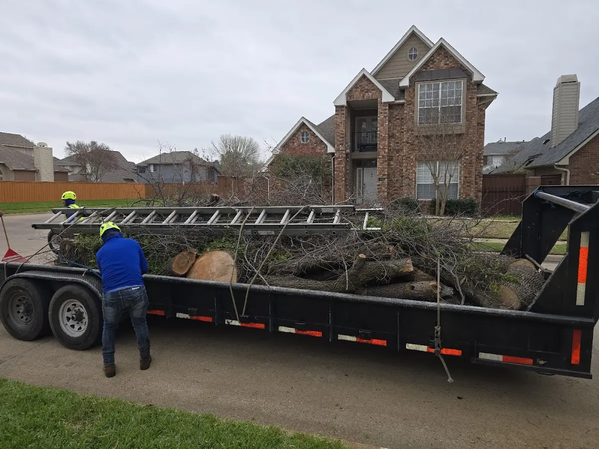 Expert Tree Pest Control with proper safety equipment in Springfield